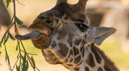 Giraffe Adelaide Zoo