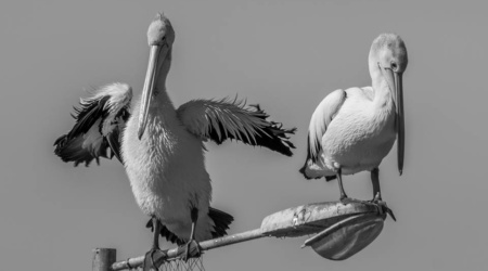 Pelicans