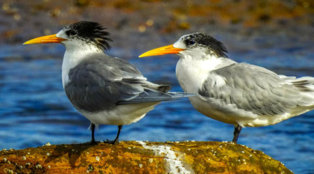 Crested-Terns