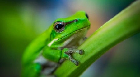 Green Frog
