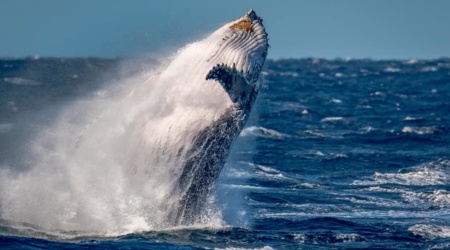 Nelson Bay Whale Watching