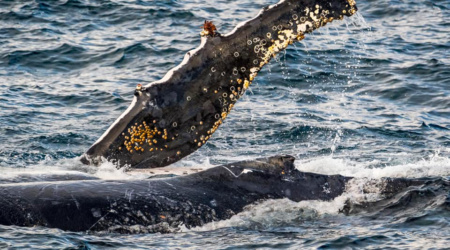 Whale Barnacles